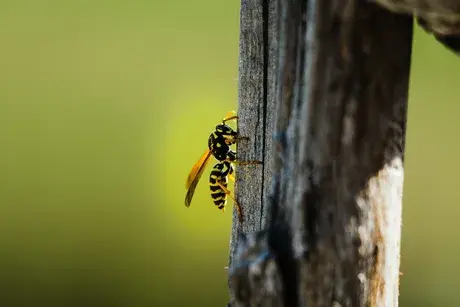 dératisation à Joué-lès-Tours - image 2
