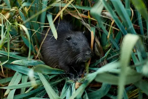 dératisation à Joué-lès-Tours - image 3