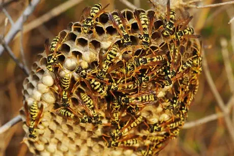 dératisation à Joué-lès-Tours - image 4