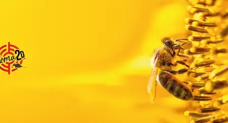 dératisation Joué-lès-Tours-5