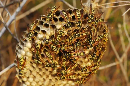 dératisation Saint-Cyr-sur-Loir-1
