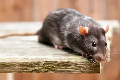 dératisation à Saint-Cyr-sur-Loir - image 2