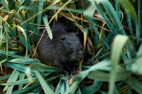 dératisation à Saint-Cyr-sur-Loir - image 3