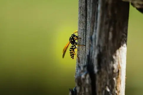 dératisation Saint-Cyr-sur-Loir-5