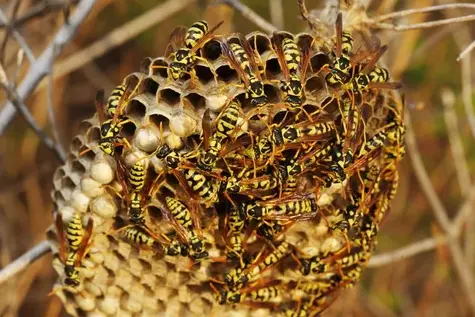 dératisation à Tours - image 2
