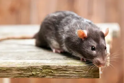 dératisation à Tours - image 3