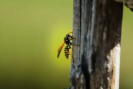 dératisation à Tours - image 4