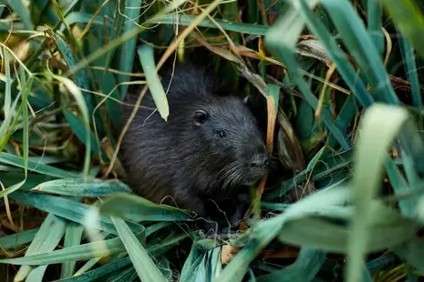 dératisation Tours-5