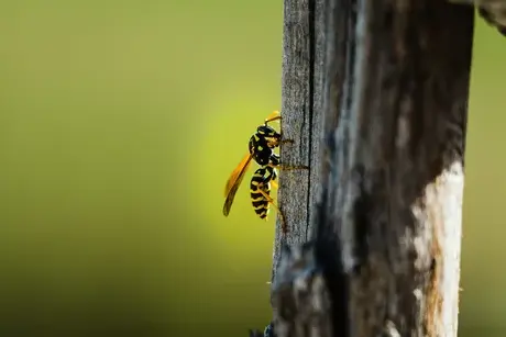 désinsectisation Saint-Cyr-sur-Loir-1