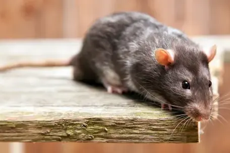 désinsectisation à Saint-Cyr-sur-Loir - image 2