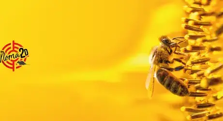 désinsectisation à Saint-Cyr-sur-Loir - image 3