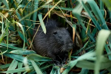 désinsectisation à Saint-Cyr-sur-Loir - image 4