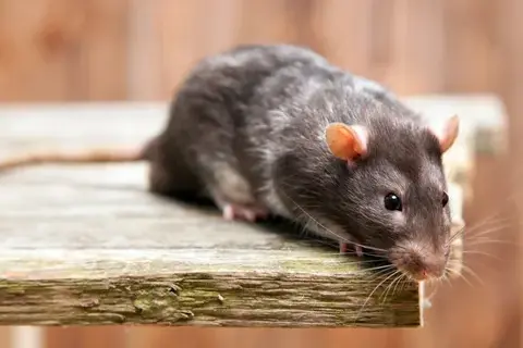 désinsectisation Tours-1