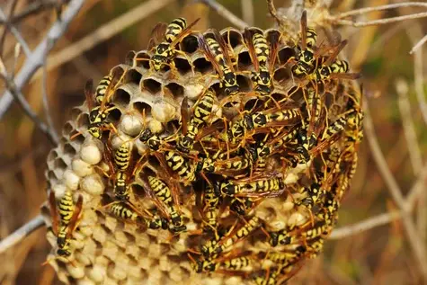 désinsectisation à Tours - image 3