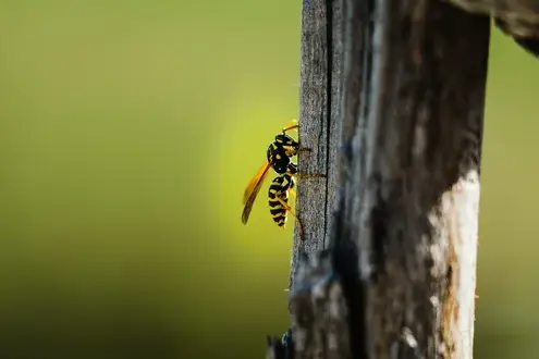 désinsectisation à Tours - image 4