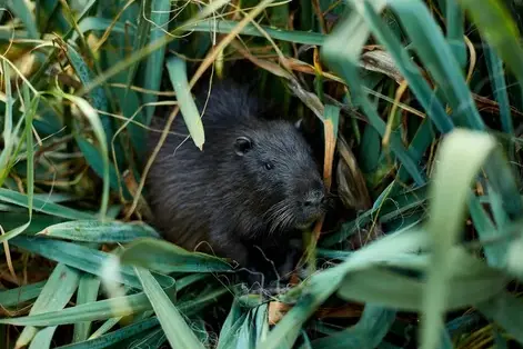 désinsectisation Tours-5