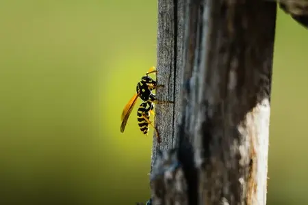 destruction de nid de guepes La Riche-1