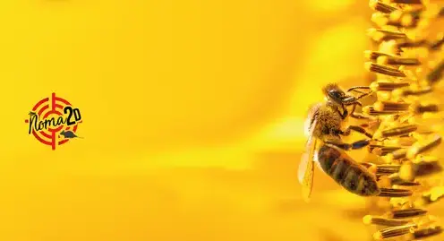 destruction de nid de guepes à La Riche - image 2
