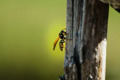 services anti-nuisibles Saint-Cyr-sur-Loir-1