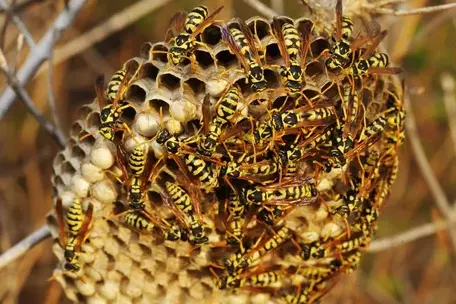 services anti-nuisibles à Saint-Cyr-sur-Loir - image 2
