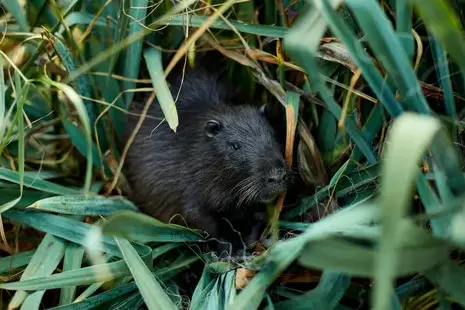 services anti-nuisibles à Saint-Cyr-sur-Loir - image 3