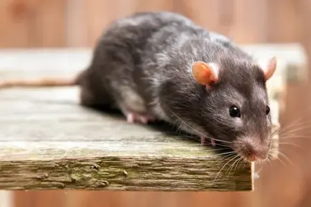 services anti-nuisibles à Saint-Cyr-sur-Loir - image 4