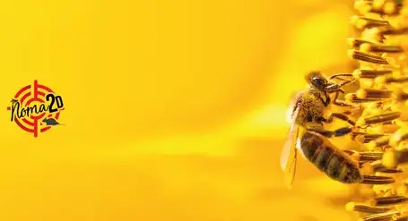 services anti-nuisibles Saint-Cyr-sur-Loir-5