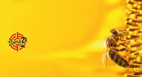 services anti-nuisibles Tours-1