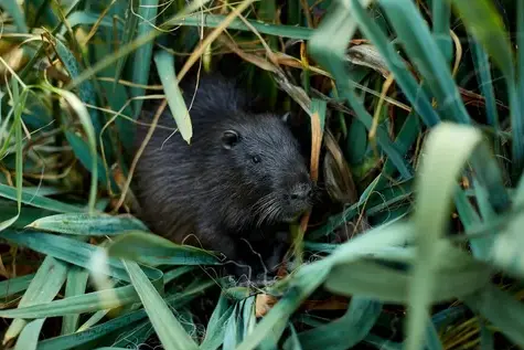 services anti-nuisibles à Tours - image 2