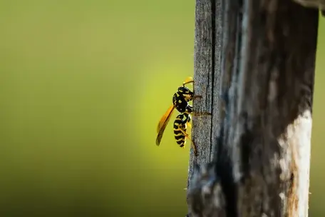 services anti-nuisibles à Tours - image 3