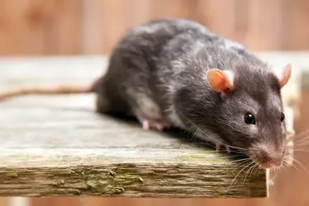 services anti-nuisibles à Tours - image 4