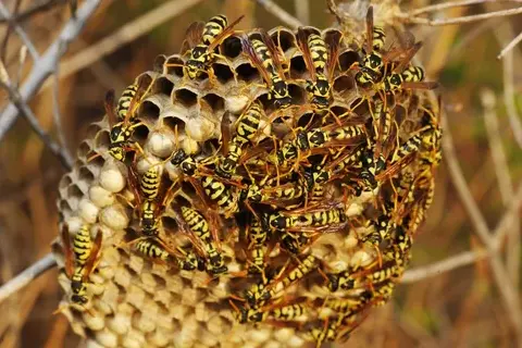 services anti-nuisibles Tours-5