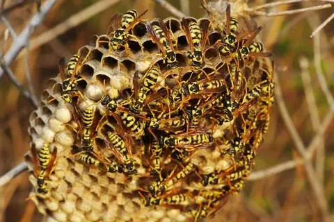 traitement des termites Artannes-sur-Indre-5
