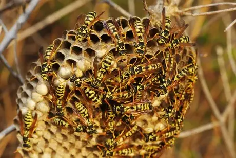 traitement des termites à Ballan-Miré - image 3