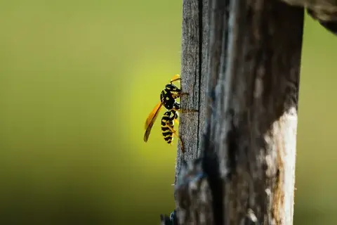traitement des termites à Ballan-Miré - image 4