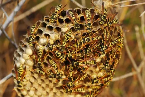 traitement des termites Fondettes-5