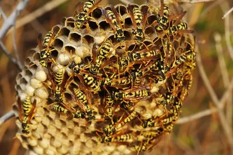 traitement des termites Joué-lès-Tours-1