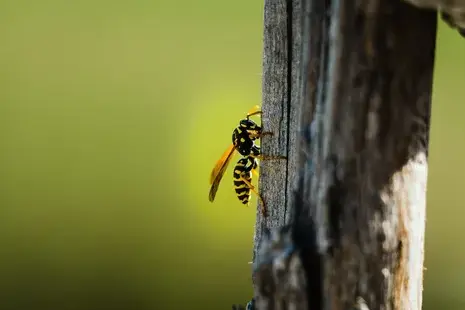 traitement des termites à Joué-lès-Tours - image 2