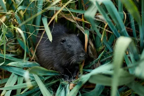 traitement des termites à La Riche - image 2