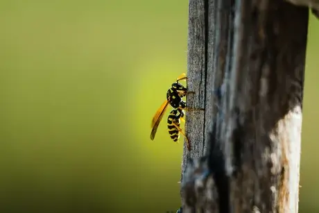 traitement des termites à La Riche - image 3