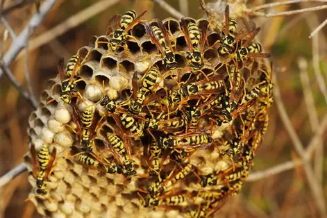traitement des termites Saint-Avertin-1