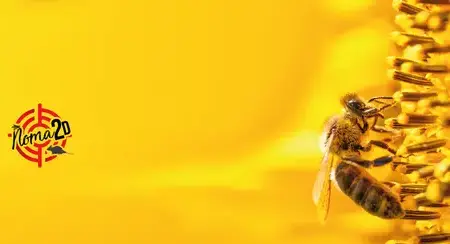 traitement des termites à Saint-Avertin - image 2