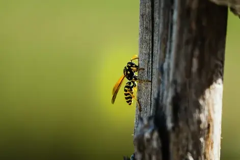 traitement des termites à Tours - image 2